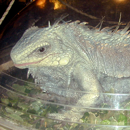 Dinosauri Iguana preistorico realistica ricostruzione